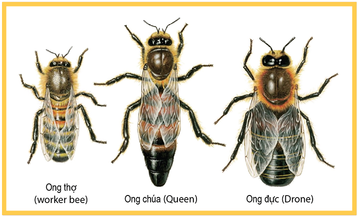 Đa dạng hình ảnh các loại ong ở việt nam trong tự nhiên